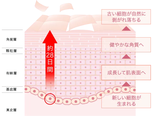 新しい細胞が生まれる→成長して肌表面へ→健やかな角質へ→古い細胞が自然に剥がれ落ちる