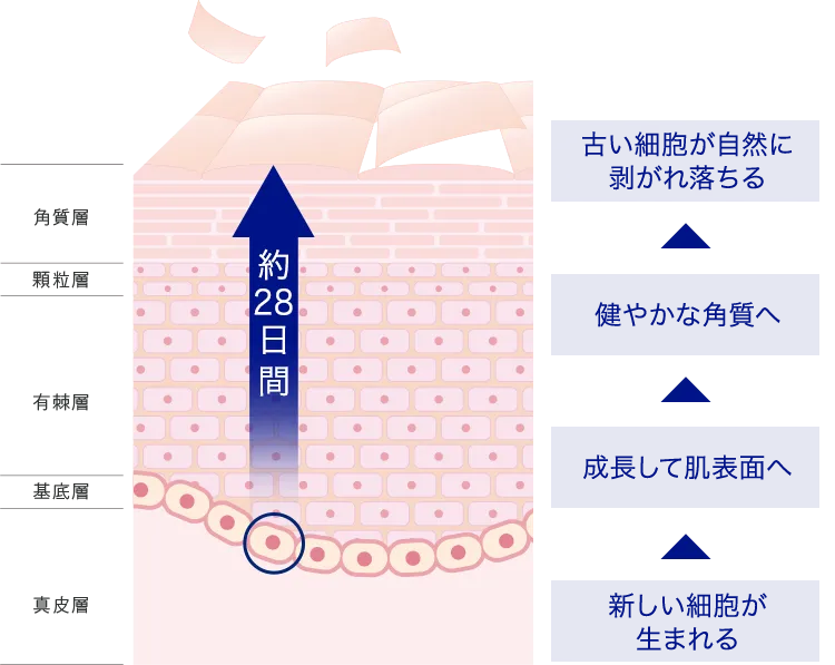 新しい細胞が生まれる→成長して肌表面へ→穏やかな角質へ→古い細胞が自然に剥がれ落ちる